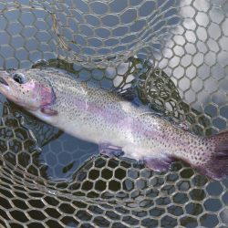 ナイスサイズ連発！ 大安トラウトレイク